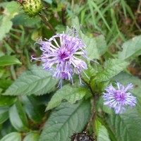 Acilepis gardneri (Thwaites) H.Rob. & Skvarla